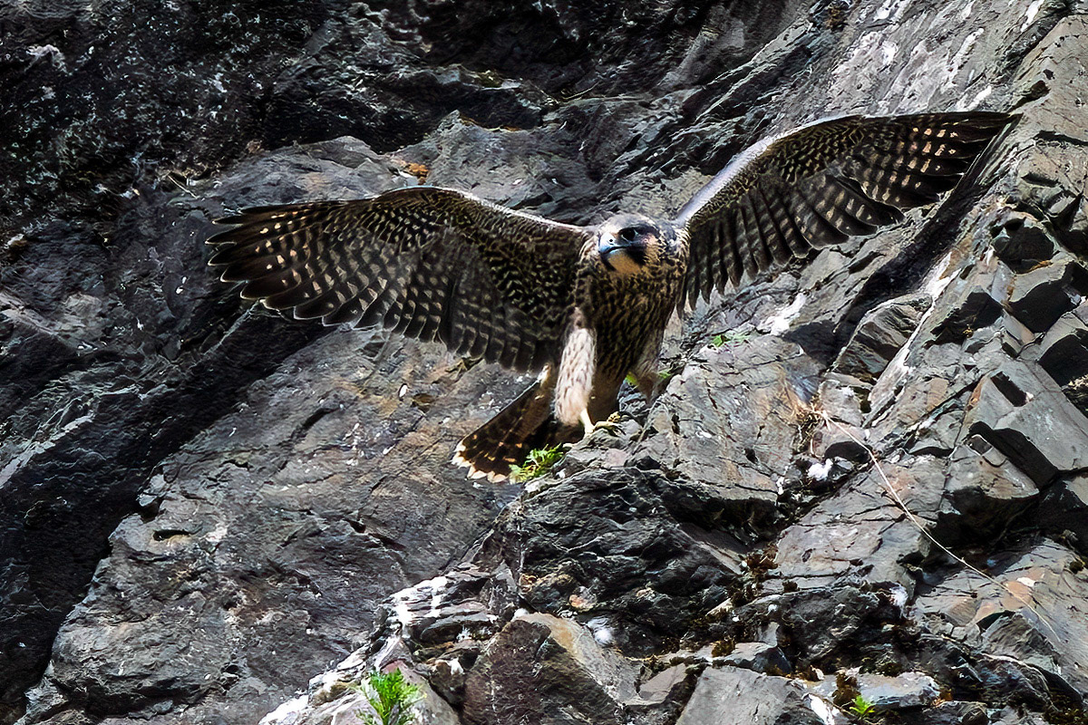 Peregrine Falcon