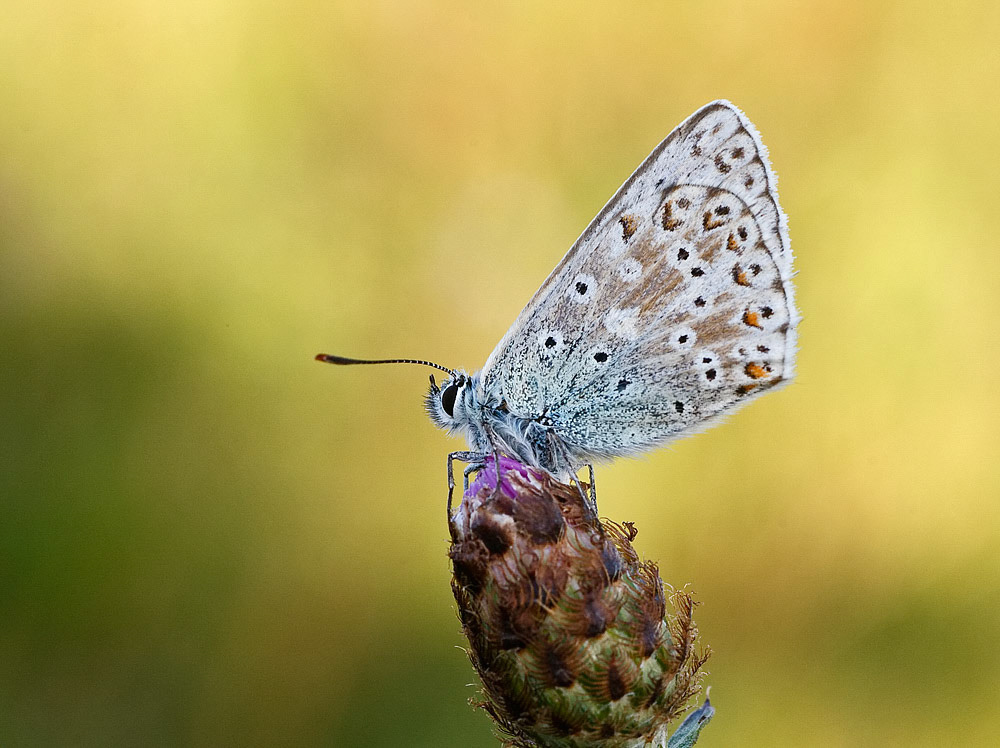 Chalkhill Blue