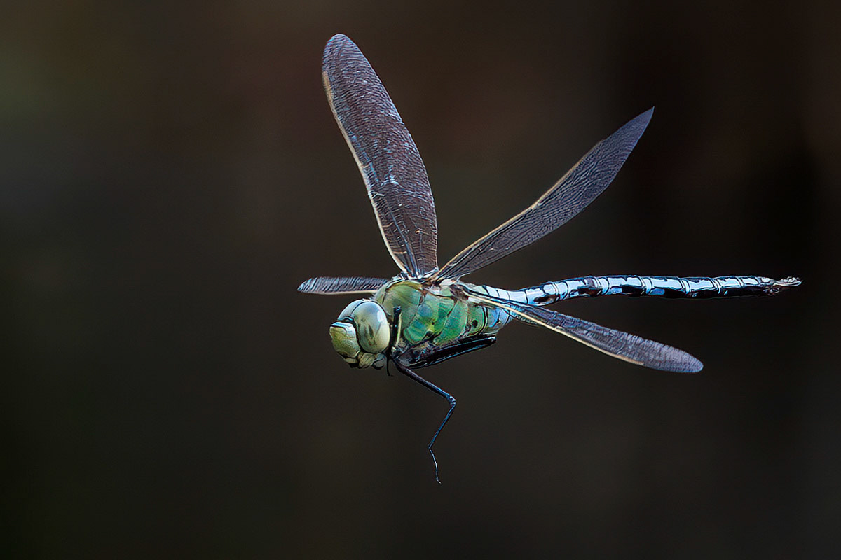 Emperor Dragonfly
