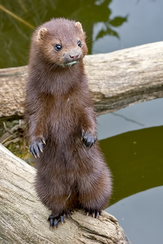 European Mink