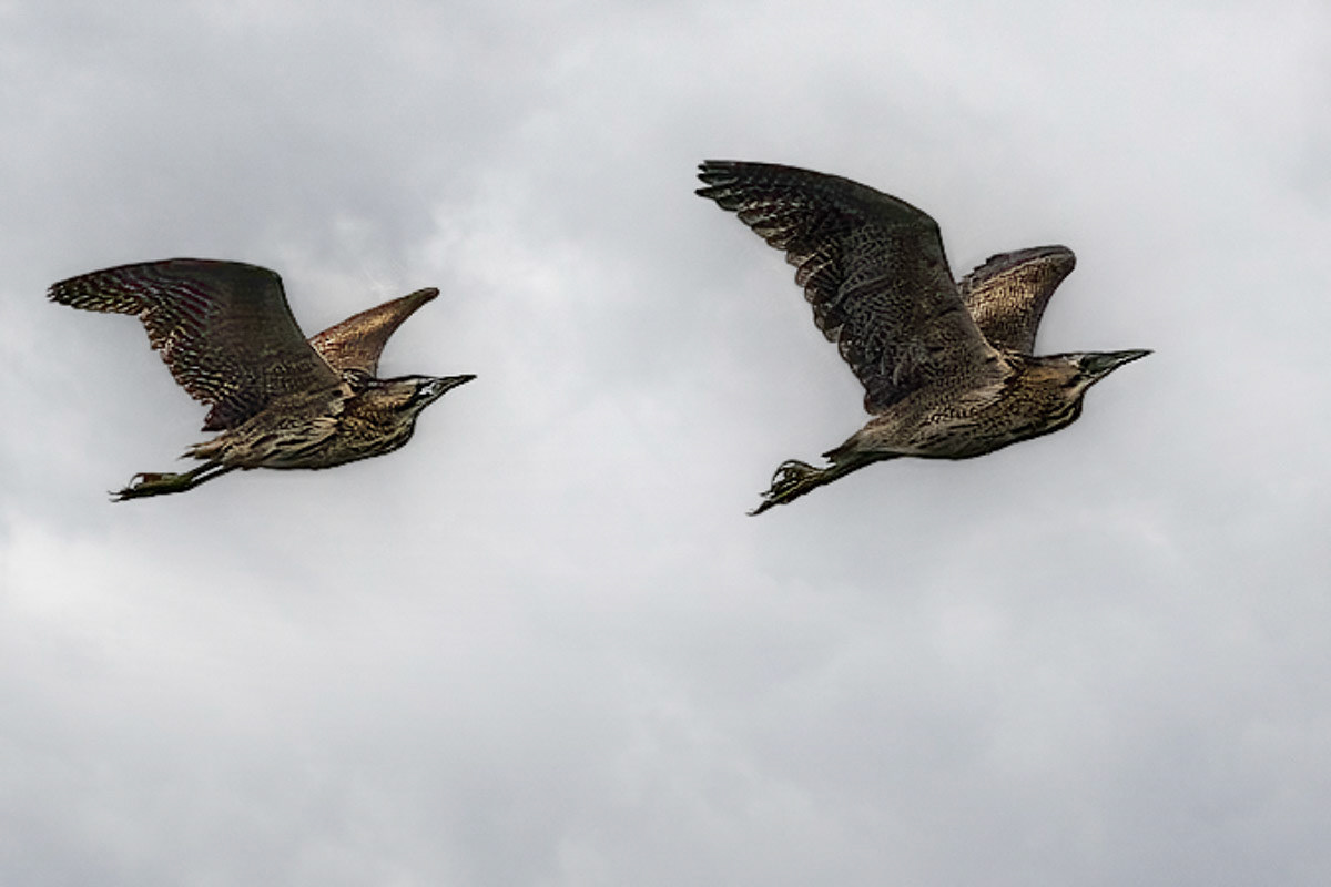 Bittern