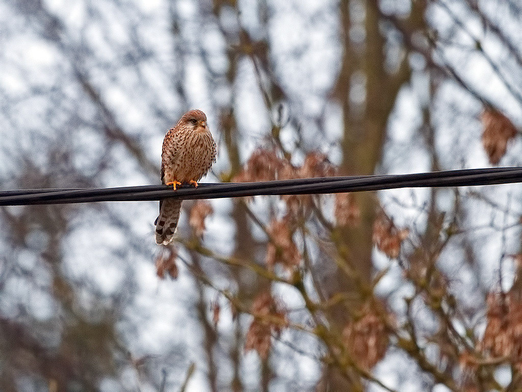 Kestrel