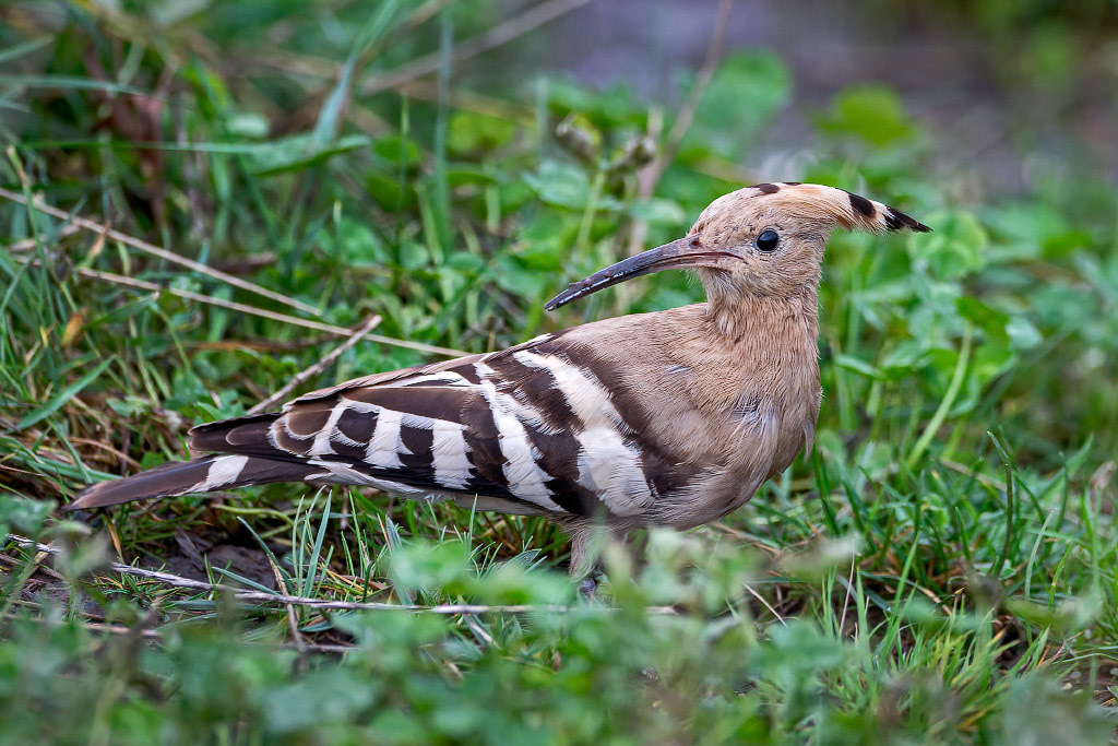 Hoopoe