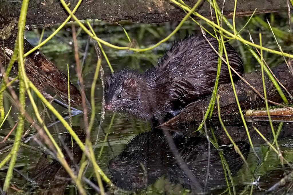 American Mink