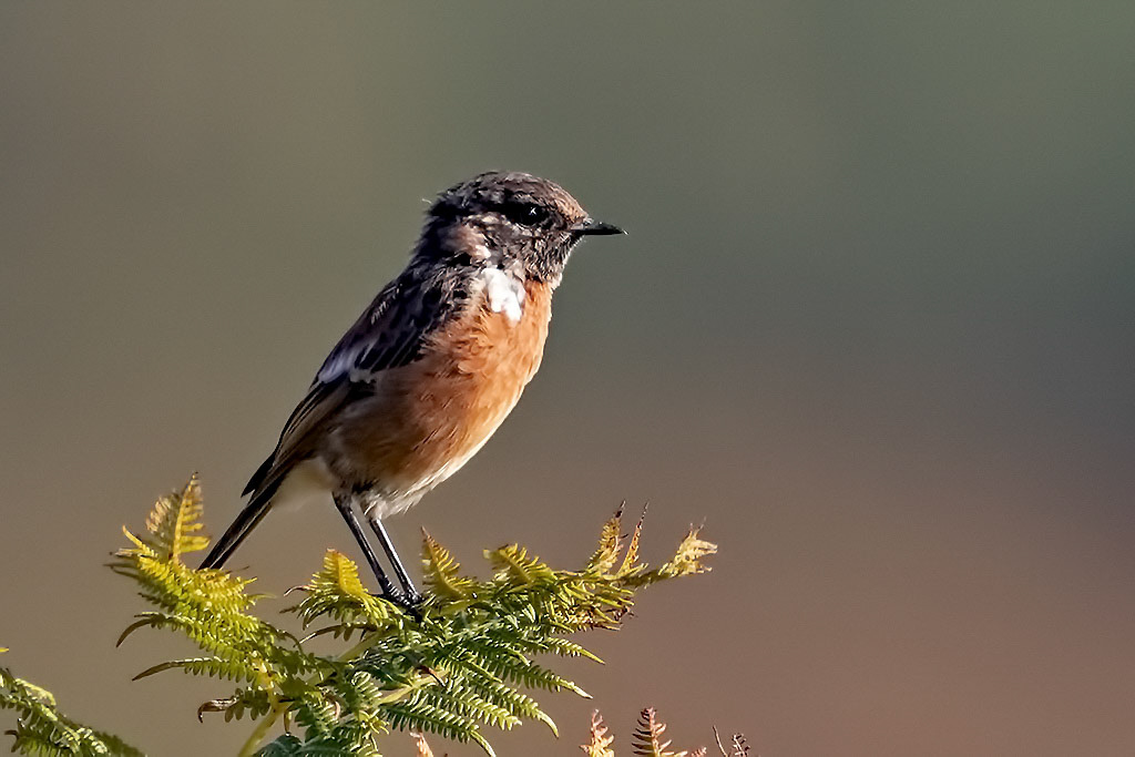 Stonechat