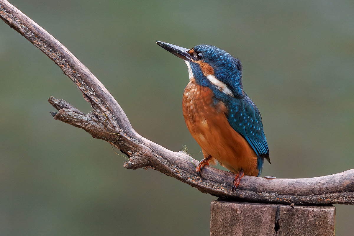 Kingfisher