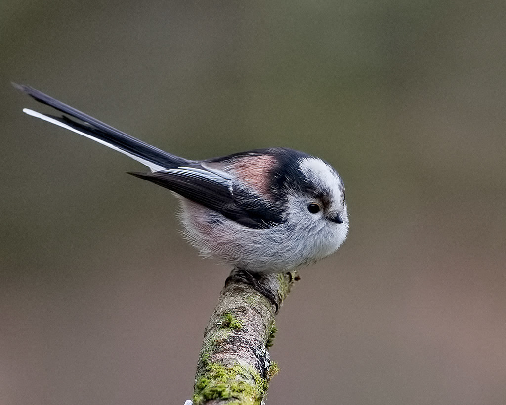 Long-tailed Tit