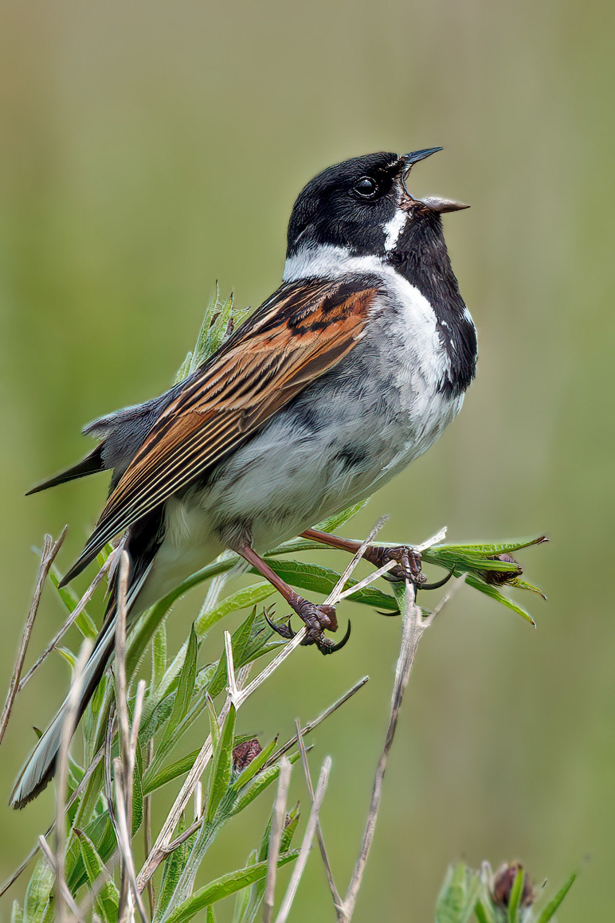 Reed Bunting