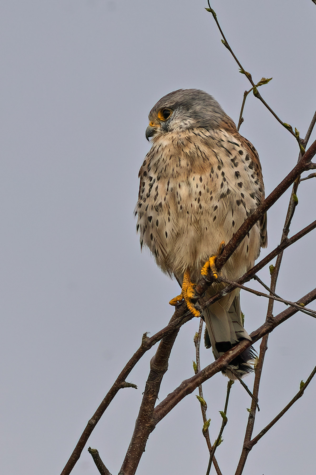 Kestrel