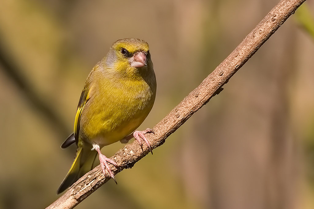 Greenfinch