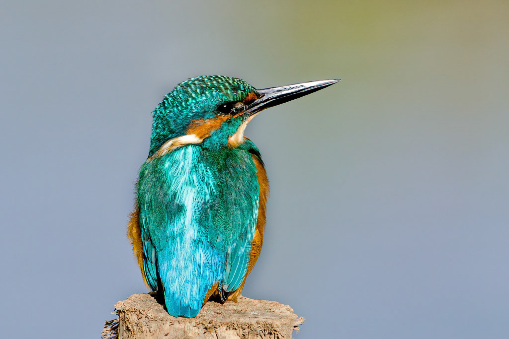 Kingfisher