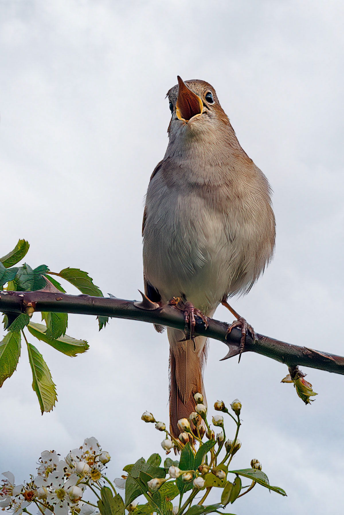 Common Nightingale