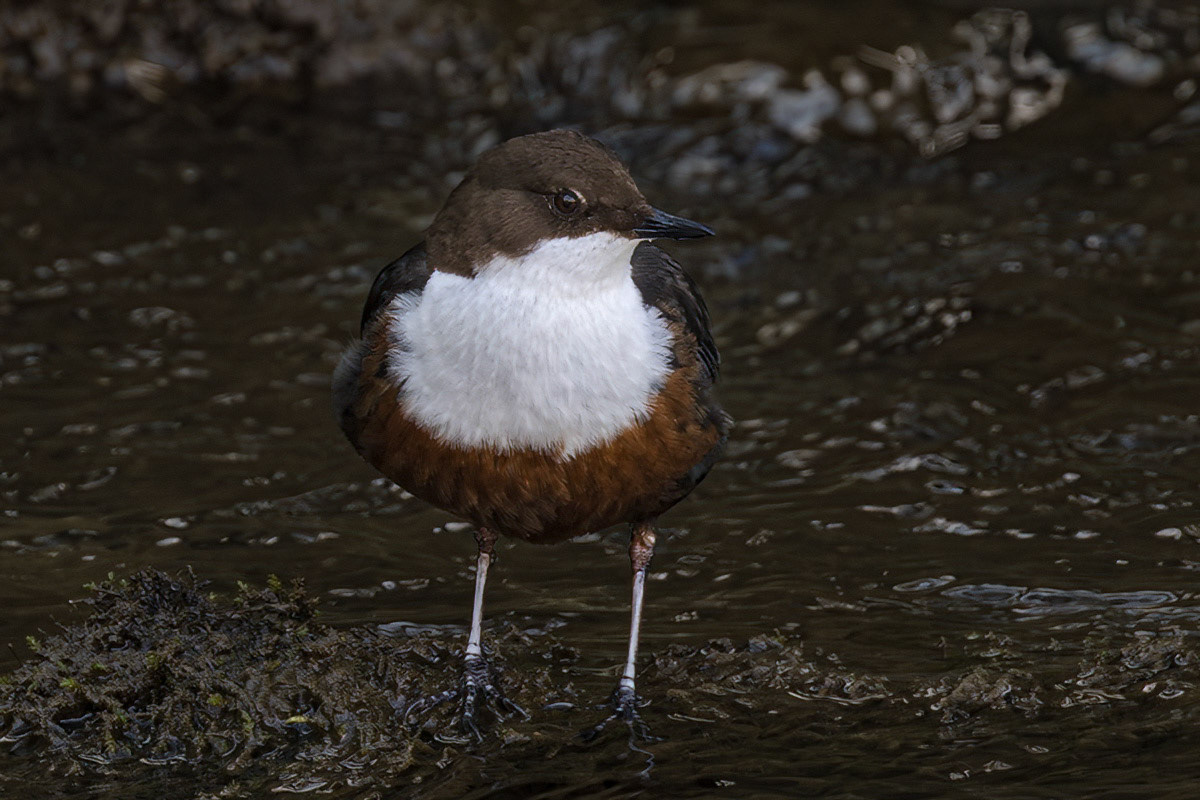 Dipper