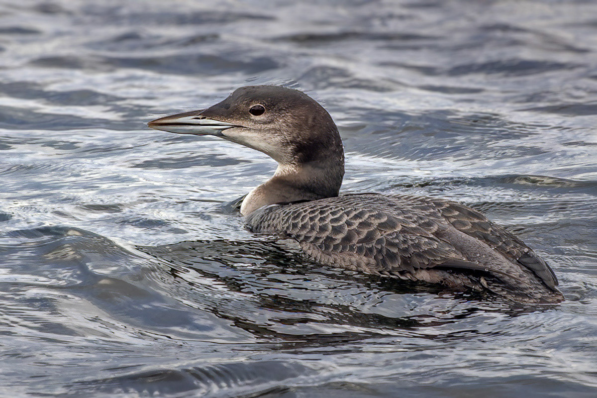 Great Northern Diver