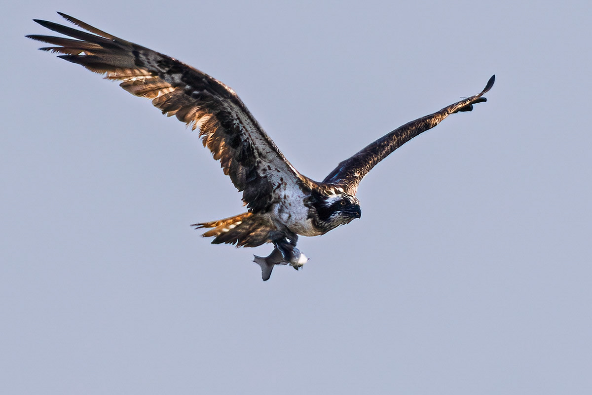Osprey