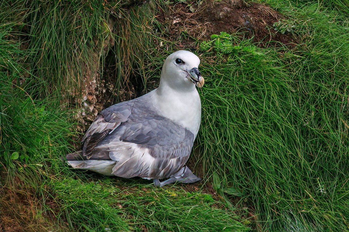 Fulmar
