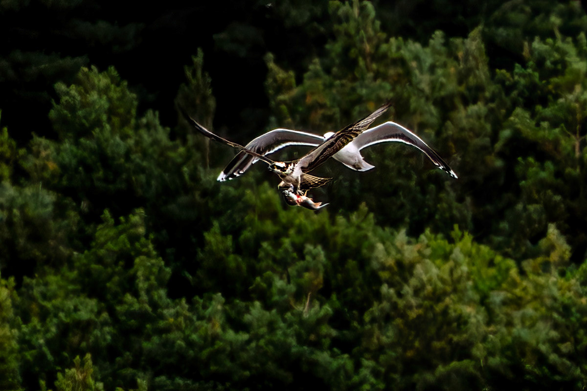 Osprey