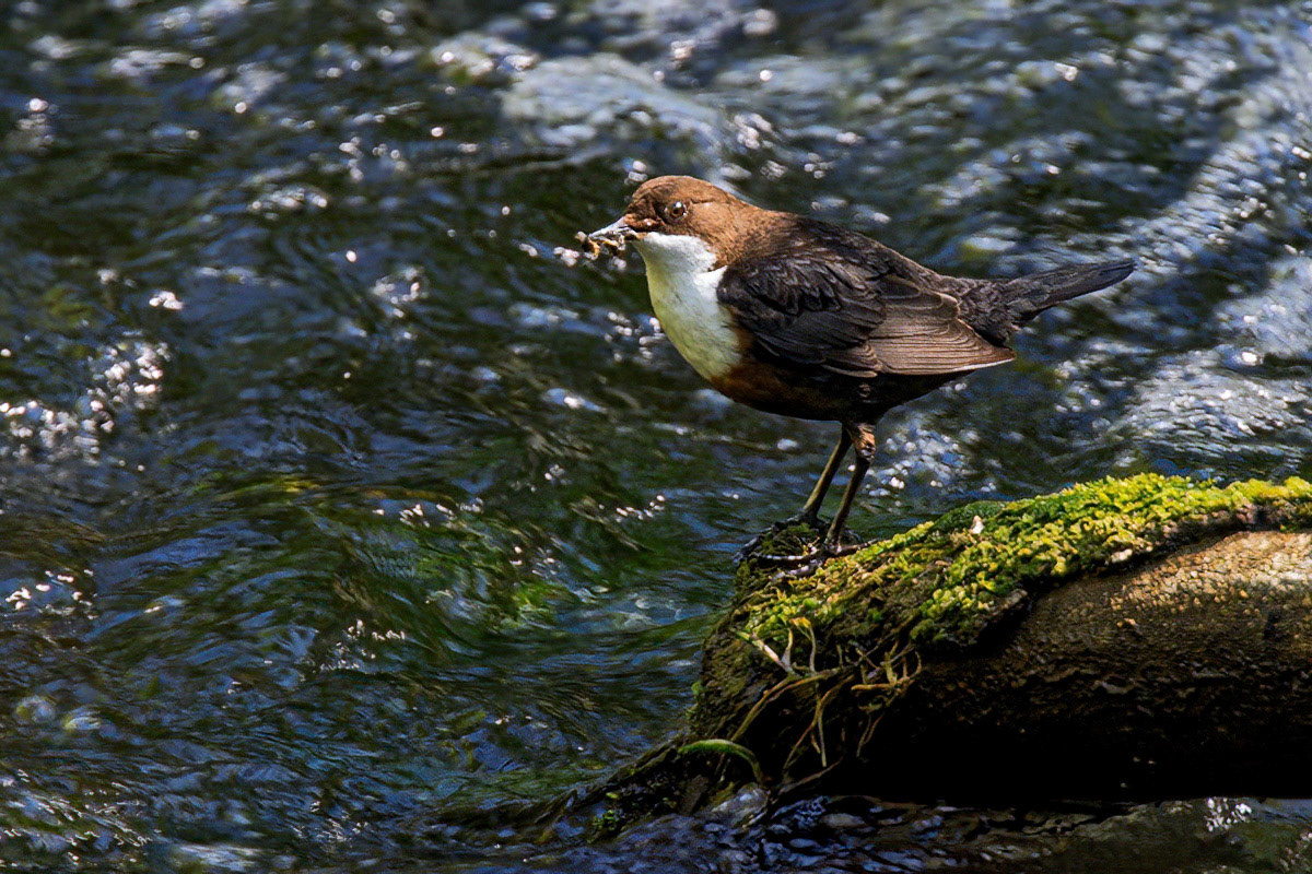 Dipper