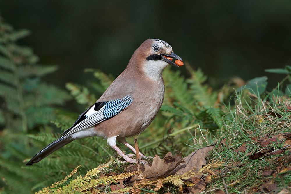 Jay