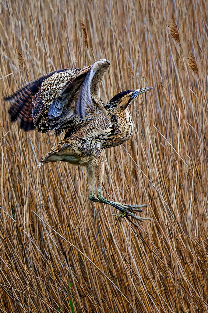 Bittern