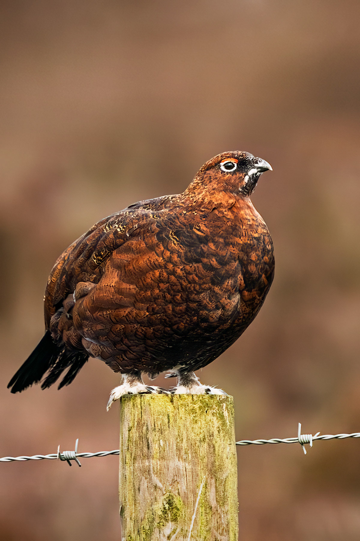 Red Grouse