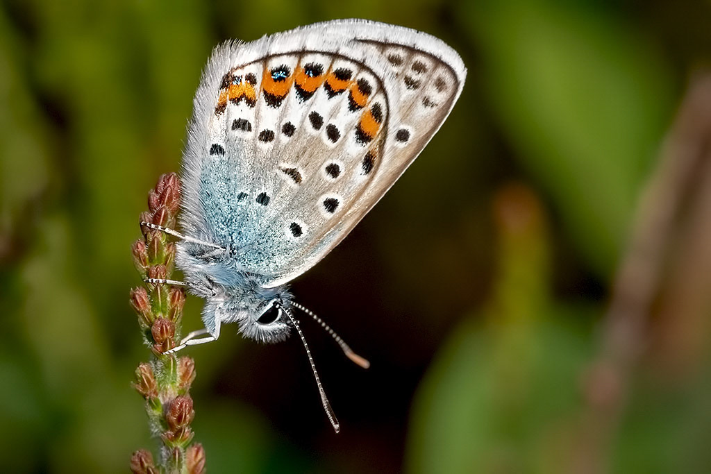 Silver-studded Blue