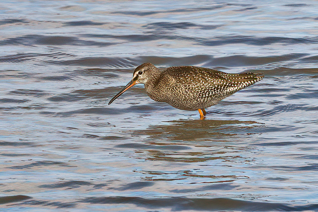 Spotted Redshank