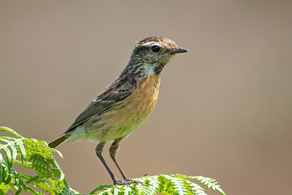 Stonechat