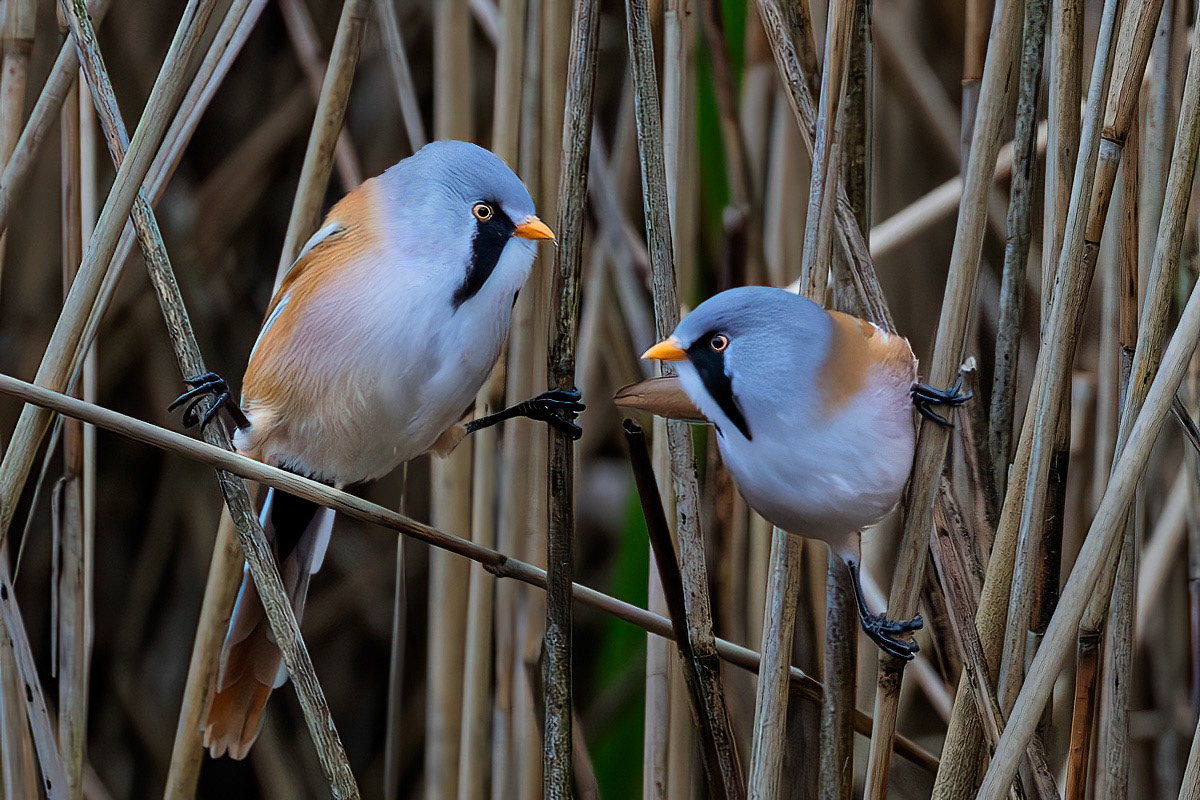 Bearded Tit