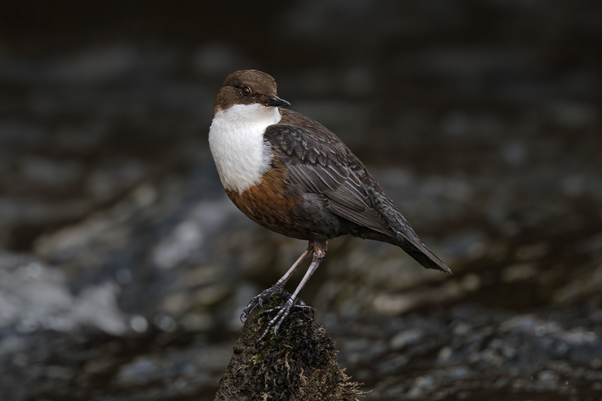 Dipper