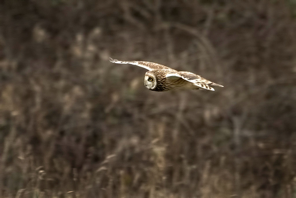 Short-eared Owl