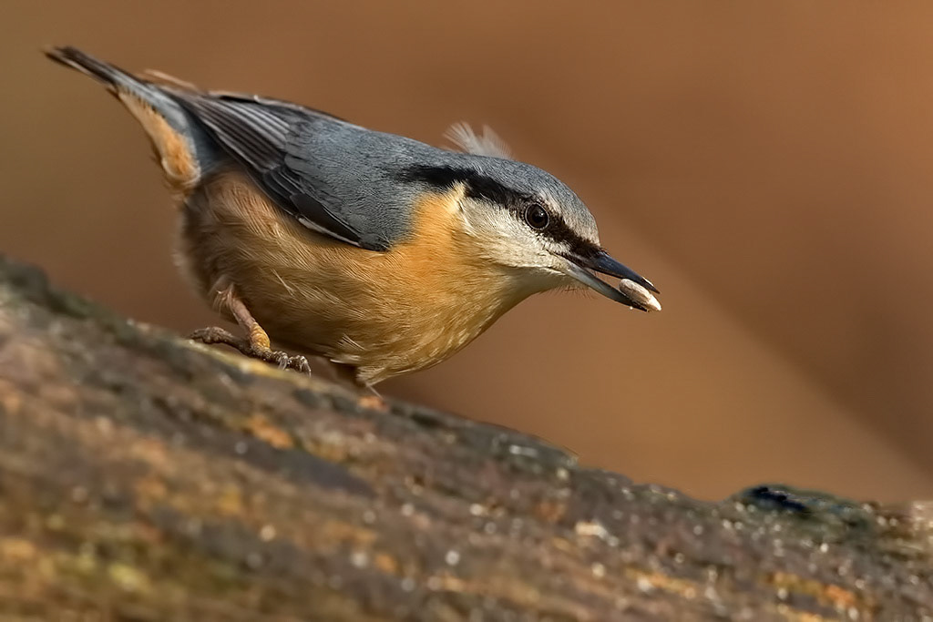 Nuthatch