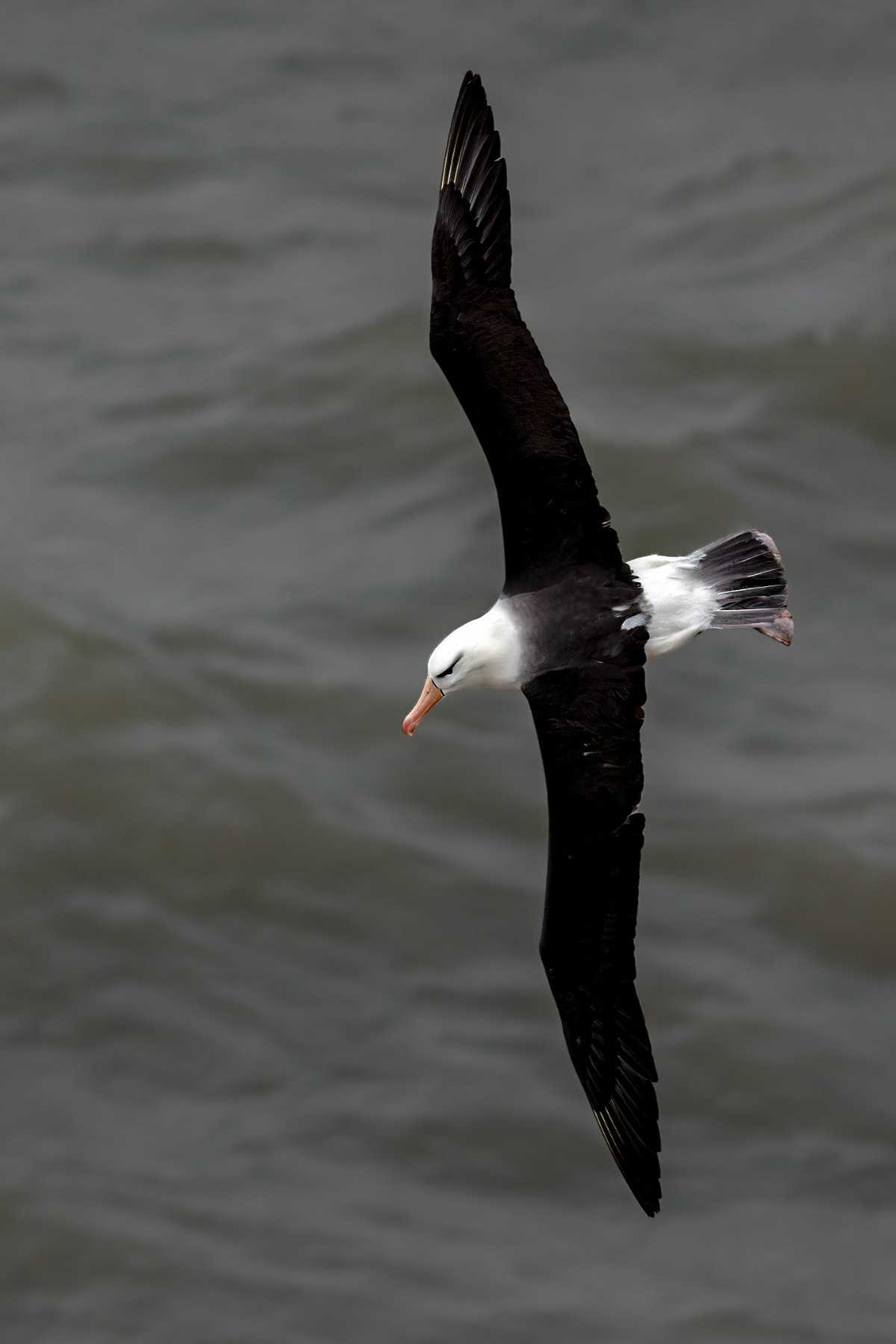 Black-browed Albatross