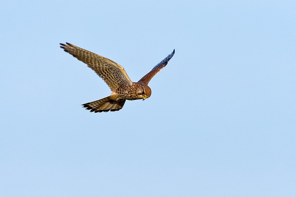 Kestrel