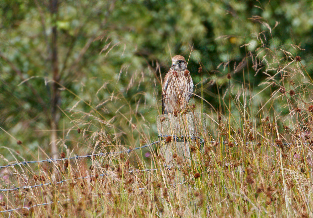 Kestrel