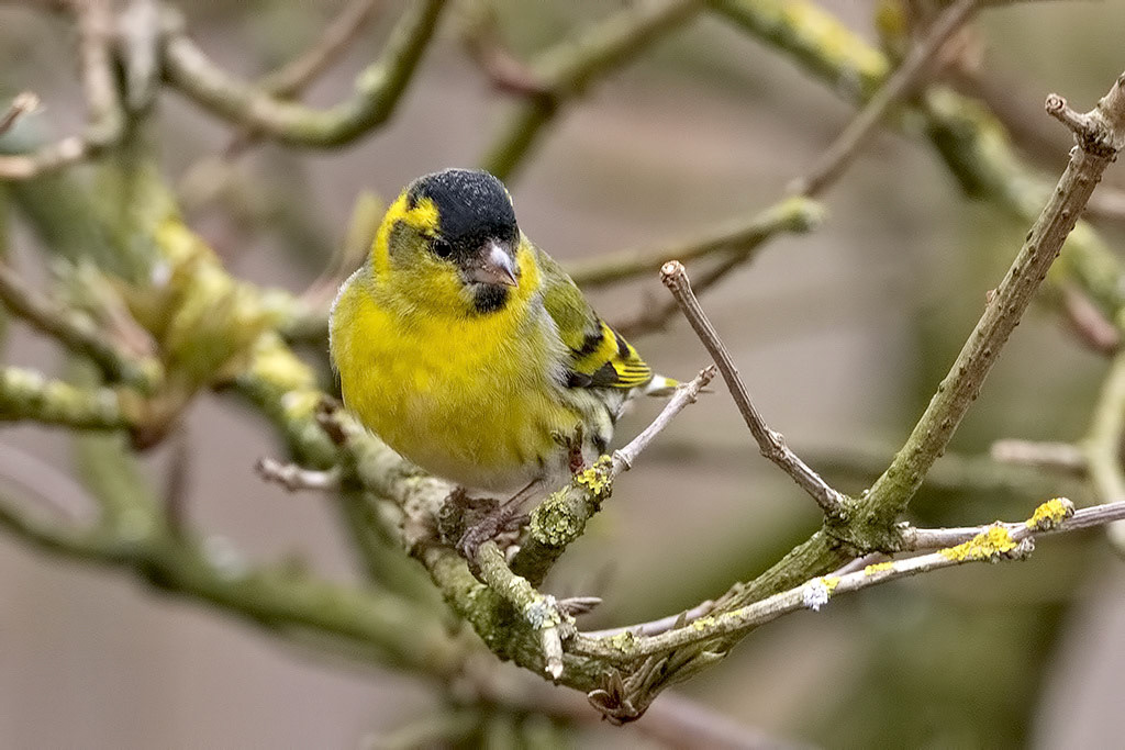 Siskin