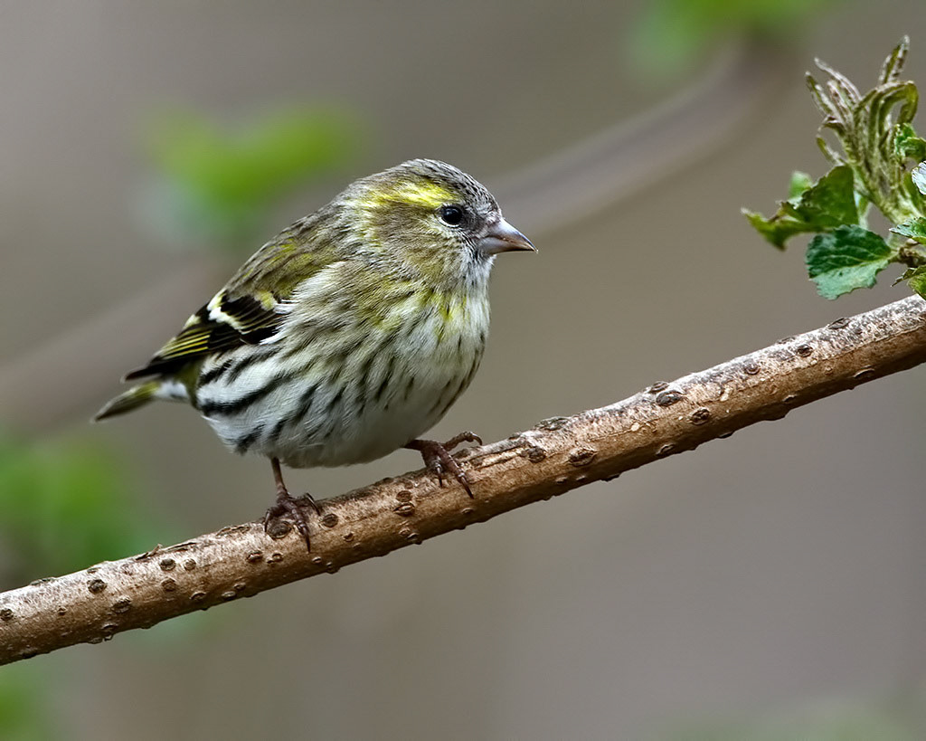 Siskin