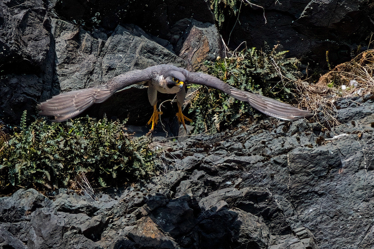 Peregrine