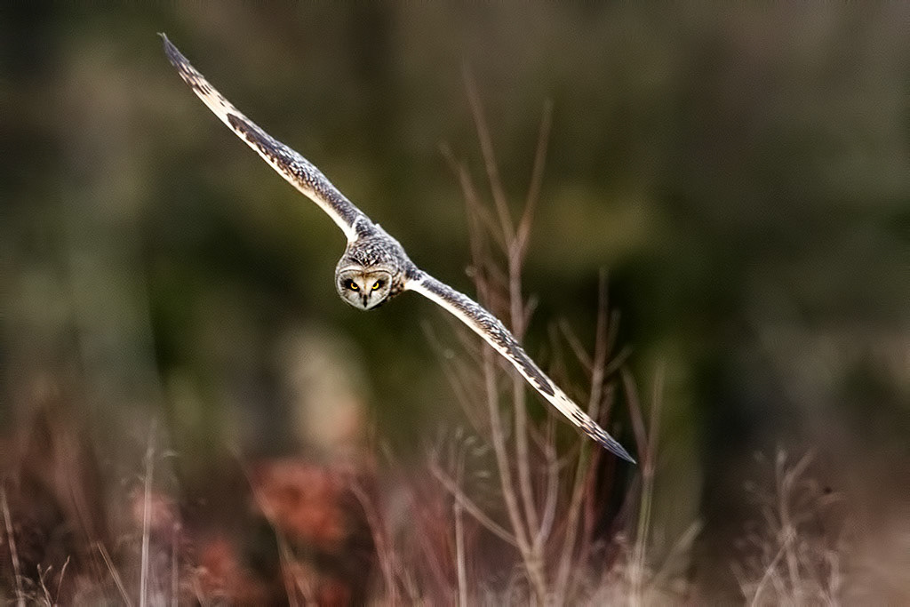 Short-eared Owl
