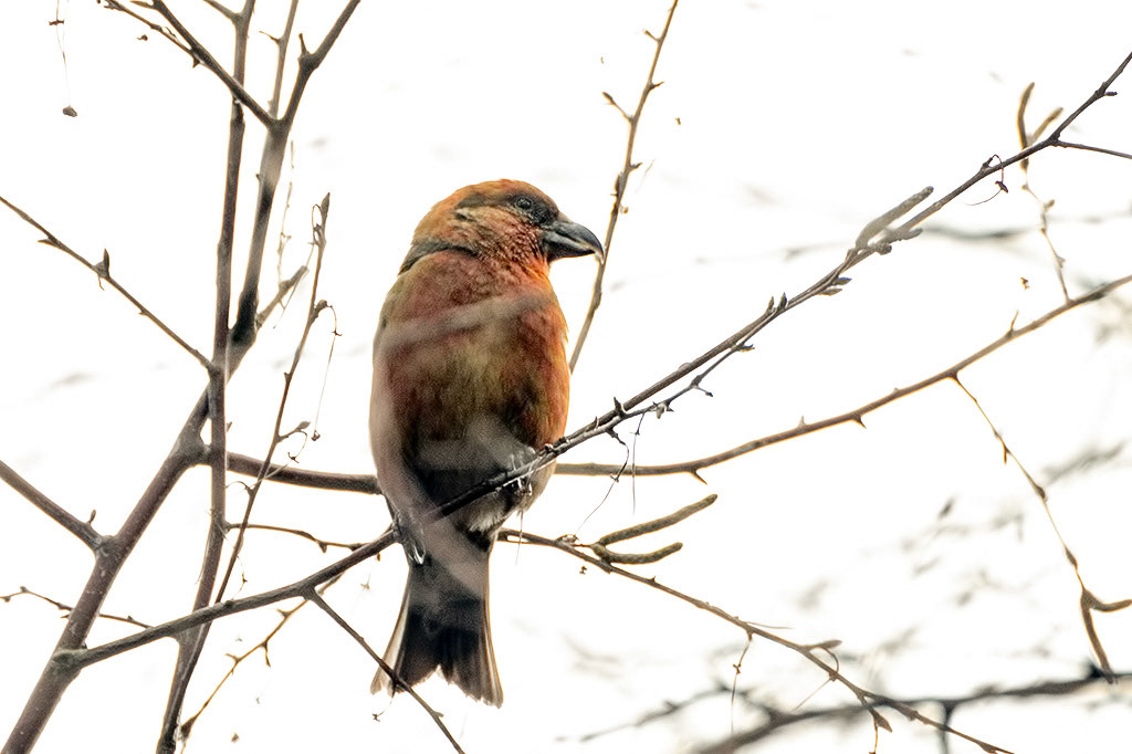 Crossbill