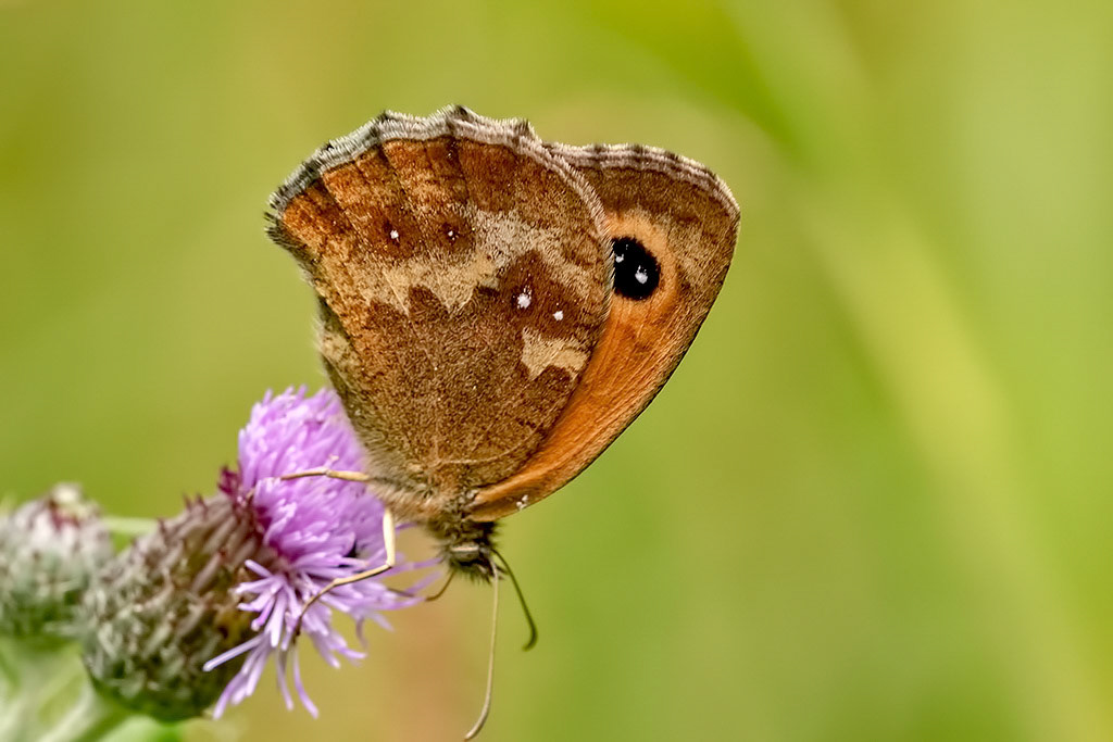 Gatekeeper
