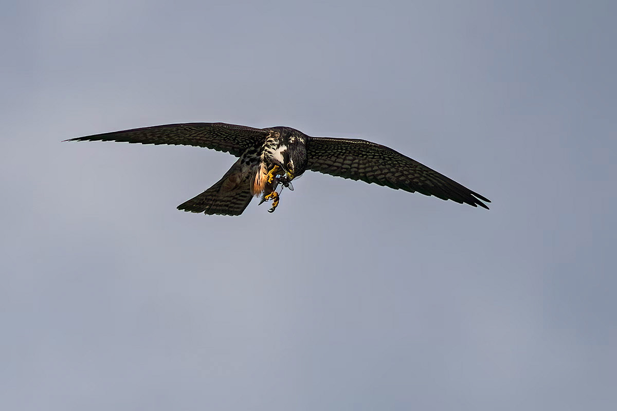 Hobby