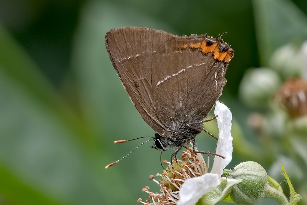 White-letter Hairstreak