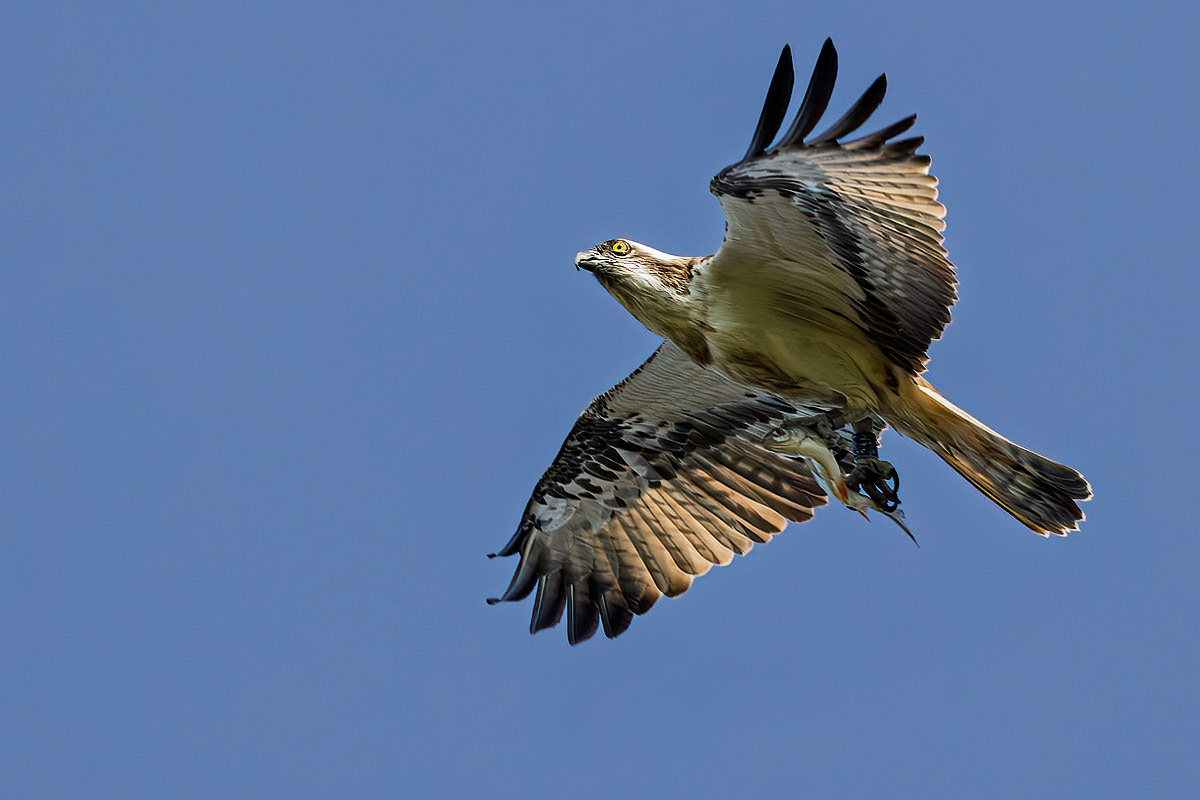 Osprey