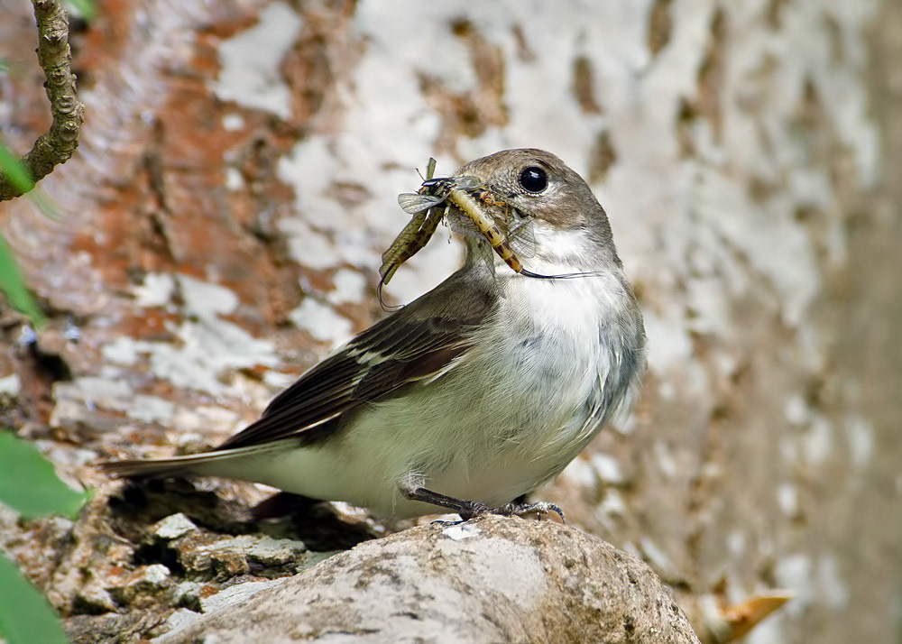 Female Pied Flycatcher