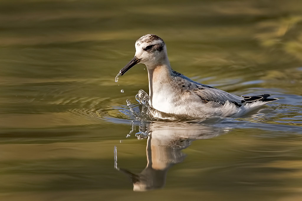 Grey Phalarope