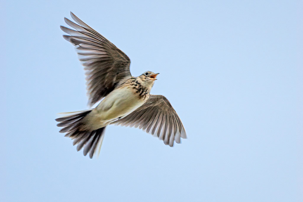 Skylark