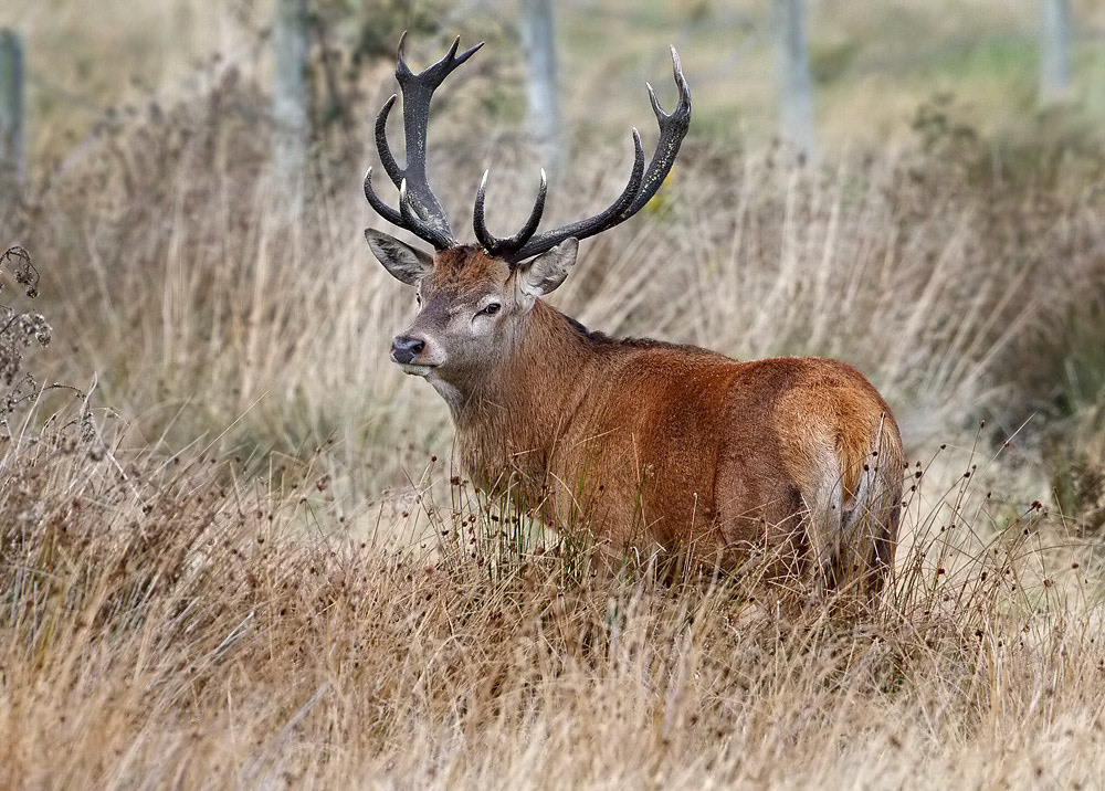 Red Deer