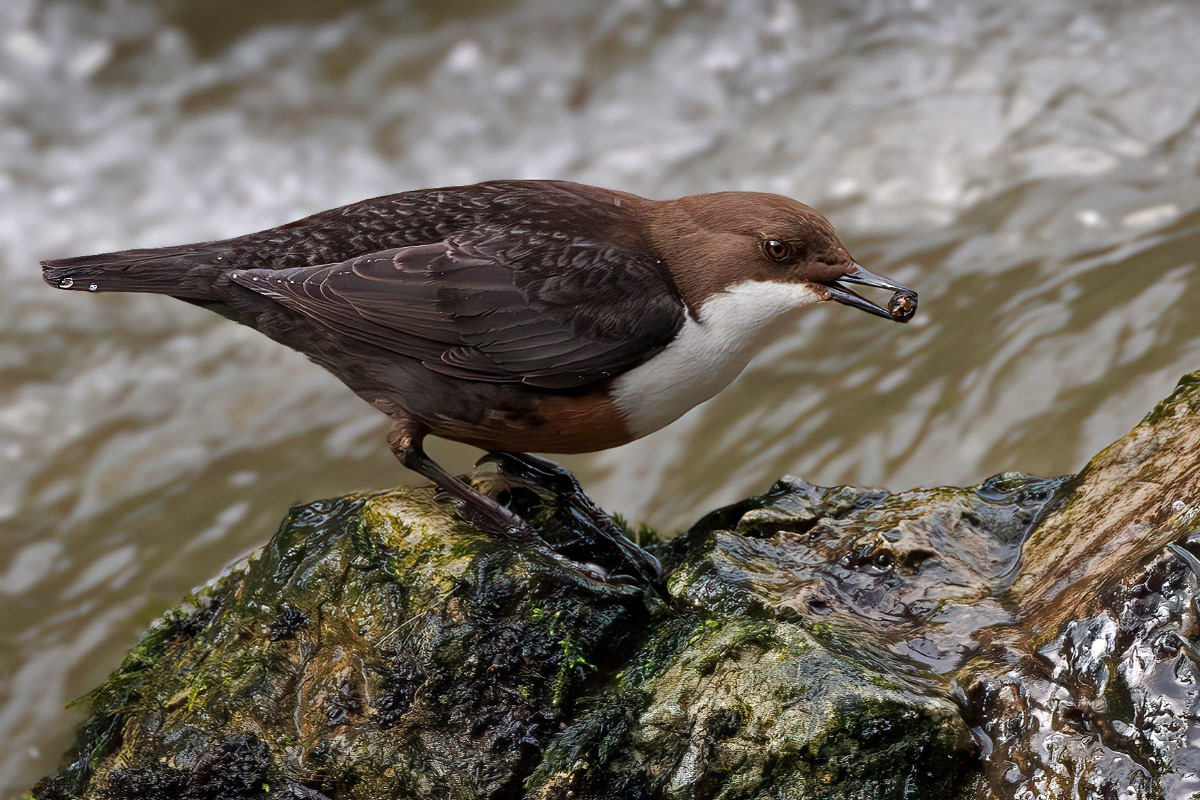 White-throated Dipper