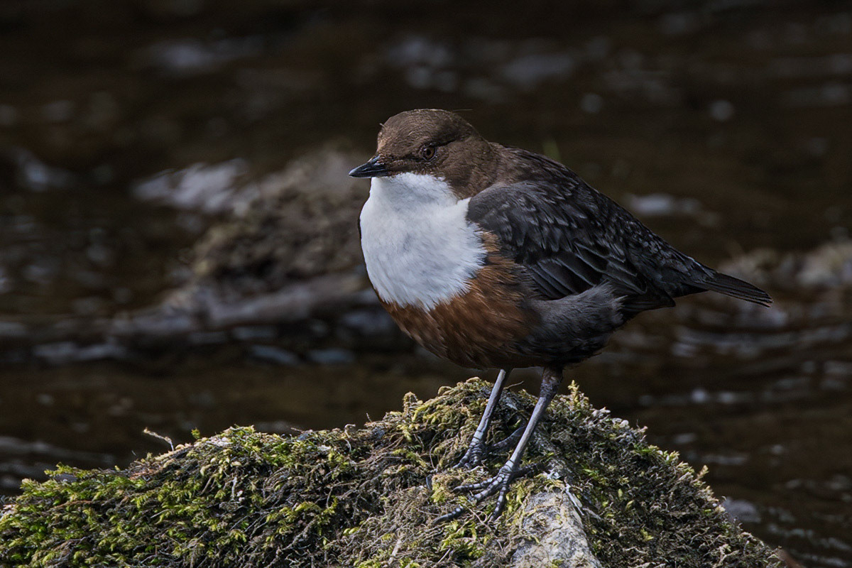 Dipper